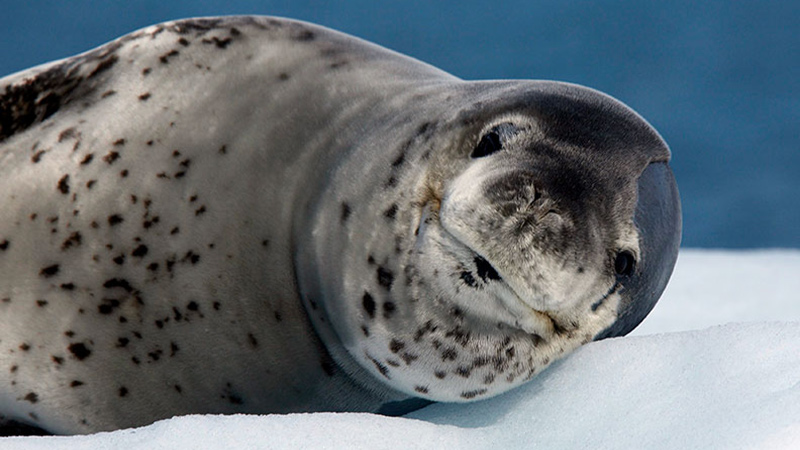 antarctica lemaire channel eopard Seal 3