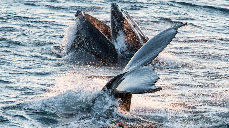 Antarctica Melchior Islands Humpback Whale Richard Harker 1